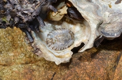 Patelloida ryukyuensis