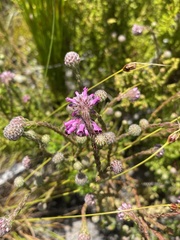 Erica barbigeroides