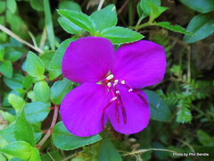 Heterocentron elegans