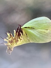 Calochilus campestris
