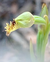 Calochilus campestris