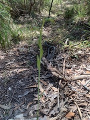 Calochilus campestris