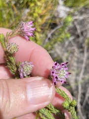 Erica barbigeroides