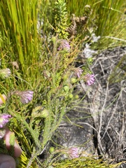 Erica barbigeroides