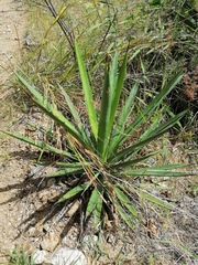 Agave karwinskii