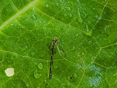 Leptopteromyia americana