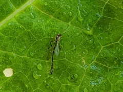 Leptopteromyia americana