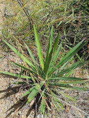 Agave karwinskii