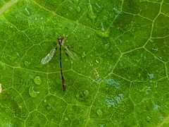 Leptopteromyia americana