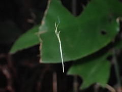 Ariamnes cylindrogaster