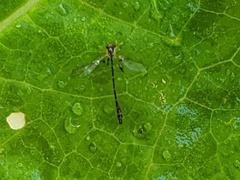 Leptopteromyia americana