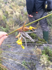 Bobartia longicyma