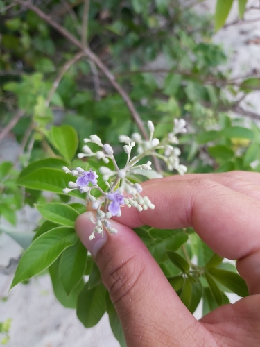 Vitex trifolia