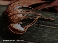 Aristolochia acuminata