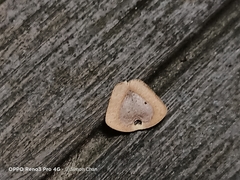 Aristolochia acuminata