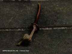 Aristolochia acuminata