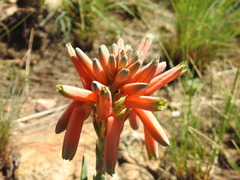 Aloe verecunda