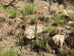 Aloe verecunda