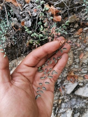 Argyrochosma formosa