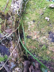 Dendrobium striolatum