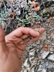 Argyrochosma formosa