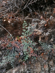 Argyrochosma formosa