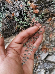 Argyrochosma formosa