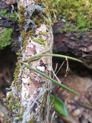 Dendrobium striolatum