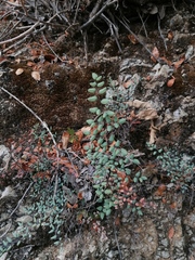 Argyrochosma formosa