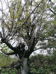 Bursera bipinnata