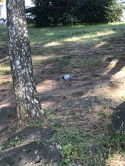 Columba livia domestica