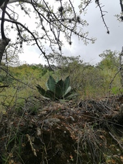 Agave seemanniana