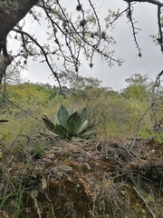 Agave seemanniana