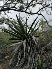 Agave convallis