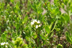 Stevia melissifolia