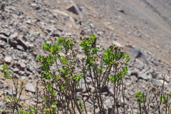 Stevia melissifolia