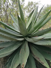 Agave convallis