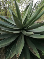 Agave convallis
