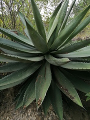 Agave convallis