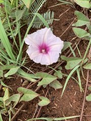 Ipomoea bathycolpos