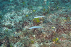 Ptereleotris heteroptera