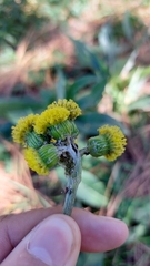 Senecio madrensis
