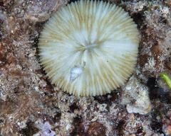 Epitoniidae