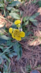 Senecio madrensis
