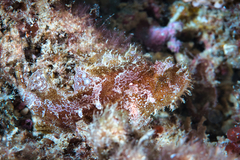 Taenianotus triacanthus