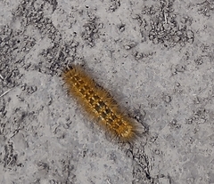 Pygarctia roseicapitis
