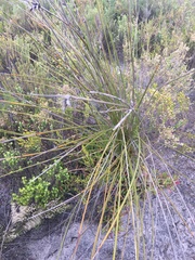Bobartia longicyma