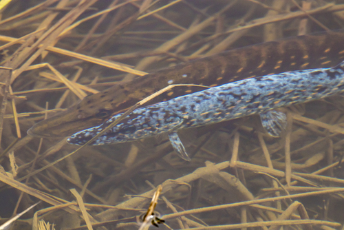 Northern pike (Esox lucius) — Esocidae — 2