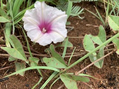 Ipomoea bathycolpos