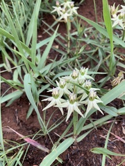 Asclepias eminens